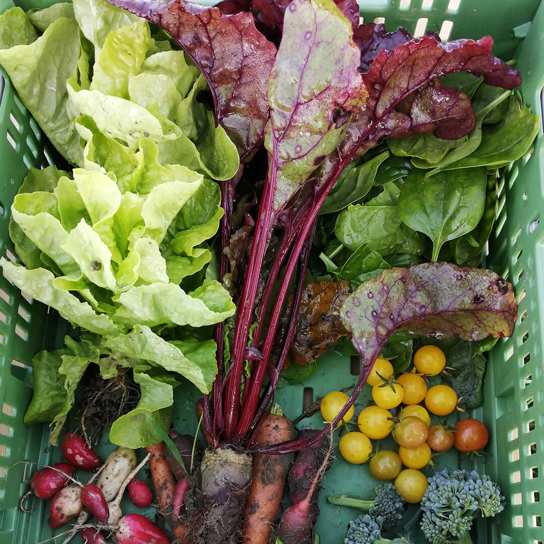 Gemischtes Gemüse im Herbst