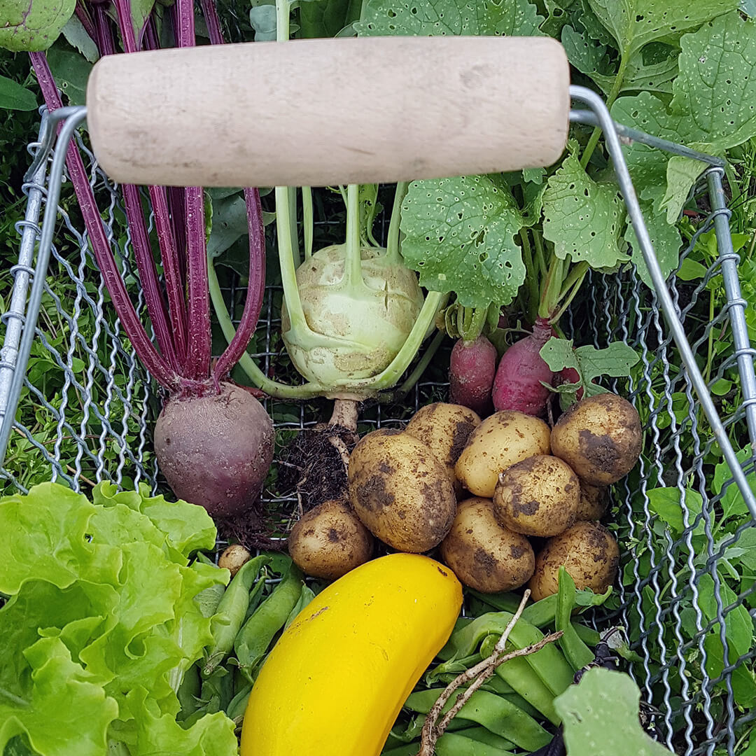 Kartoffeln, rote Beete, Kohlrabi