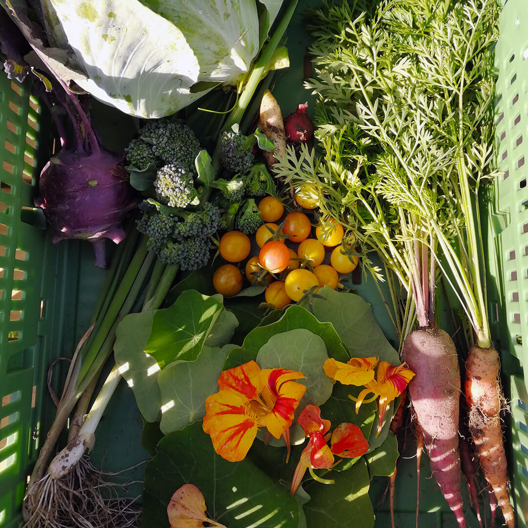 Kohlrabi, Lauchzwiebeln, Möhren, Kohl, Brokkoli, Kapuzinerkresse