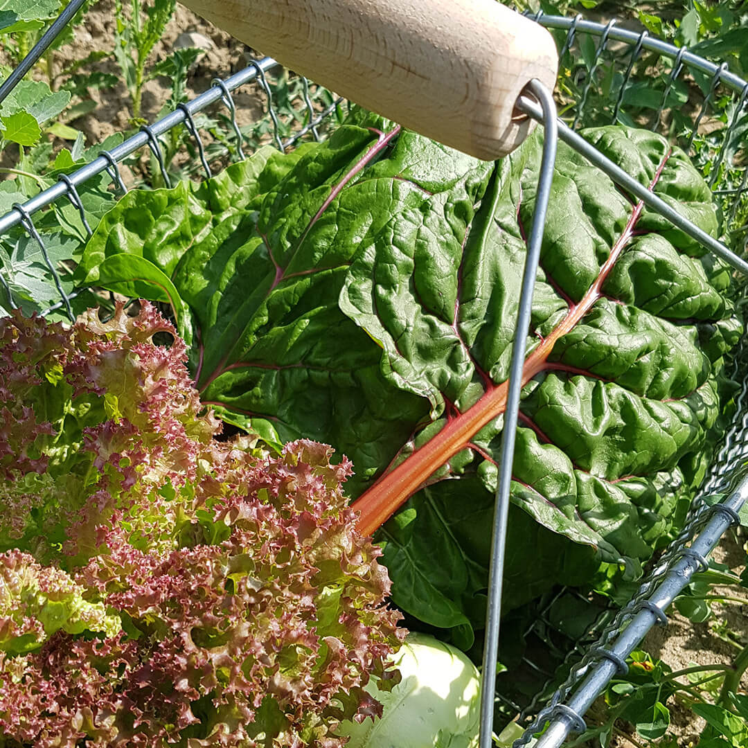 Salat, Mangold, Kohlrabi