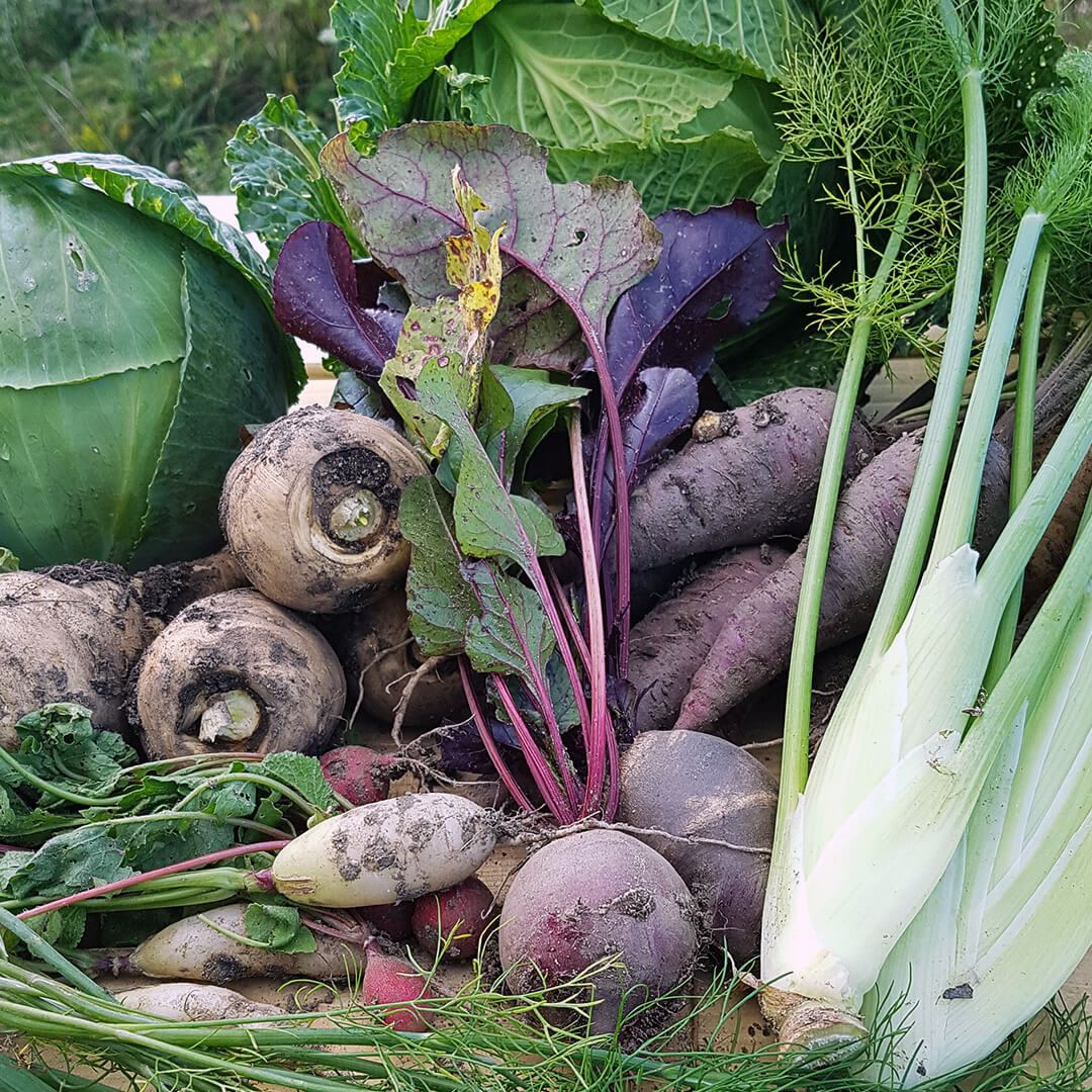 Weisskohl, Wirsing, Radieschen, Möhren, Fenchel