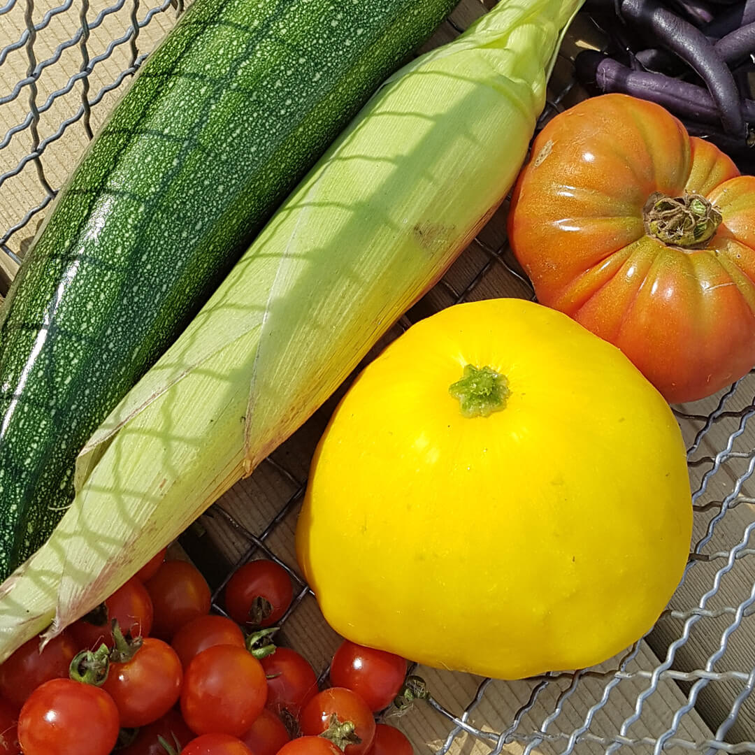 Zucchini, Tomate, Mais