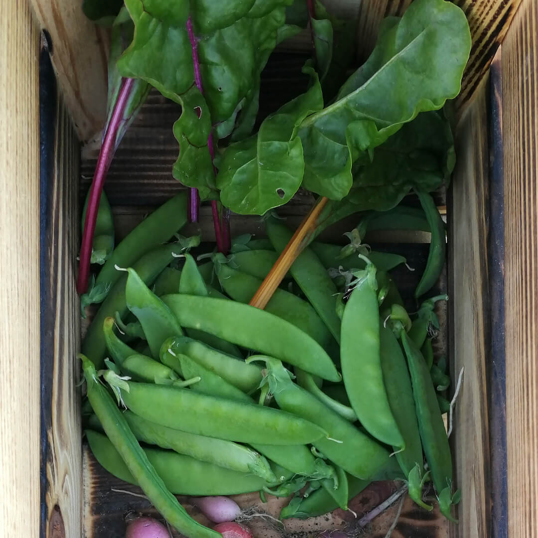 Zuckererbsen, Mangold