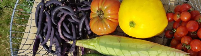Korb mit frischem Sommergemüse: Blaue Bohnen, Tomate, Zucchini