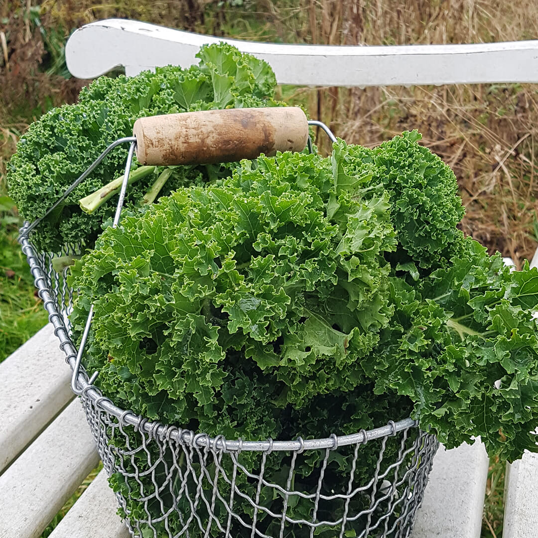 gruenkohl
