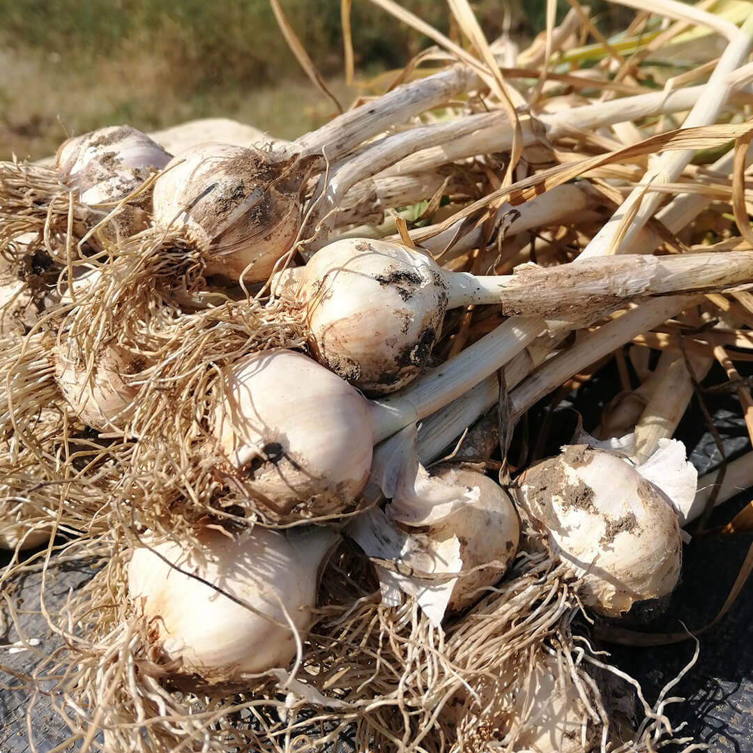 knoblauch