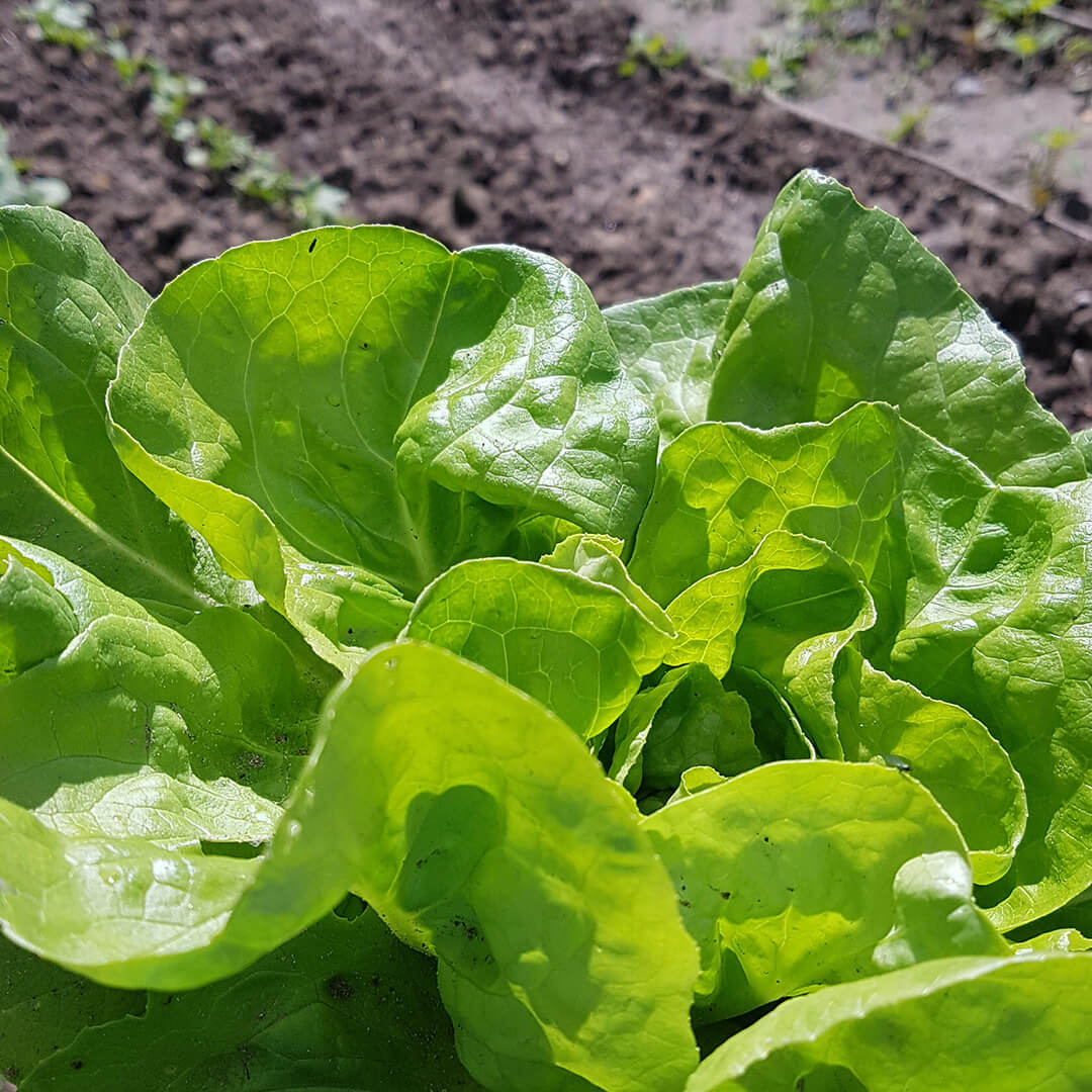 kopfsalat